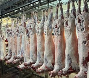 WhatsApp Image 2025-06-02 at 10.59.55(1)