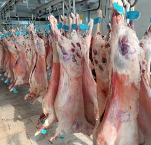 WhatsApp Image 2025-06-02 at 10.59.56